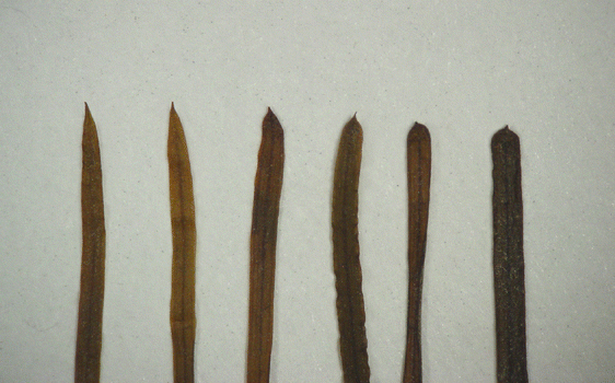 A Taxonomic Revision Of Stuckenia Potamogetonaceae In Asia With Notes On The Diversity And Variation Of The Genus On A Worldwide Scale Springerlink