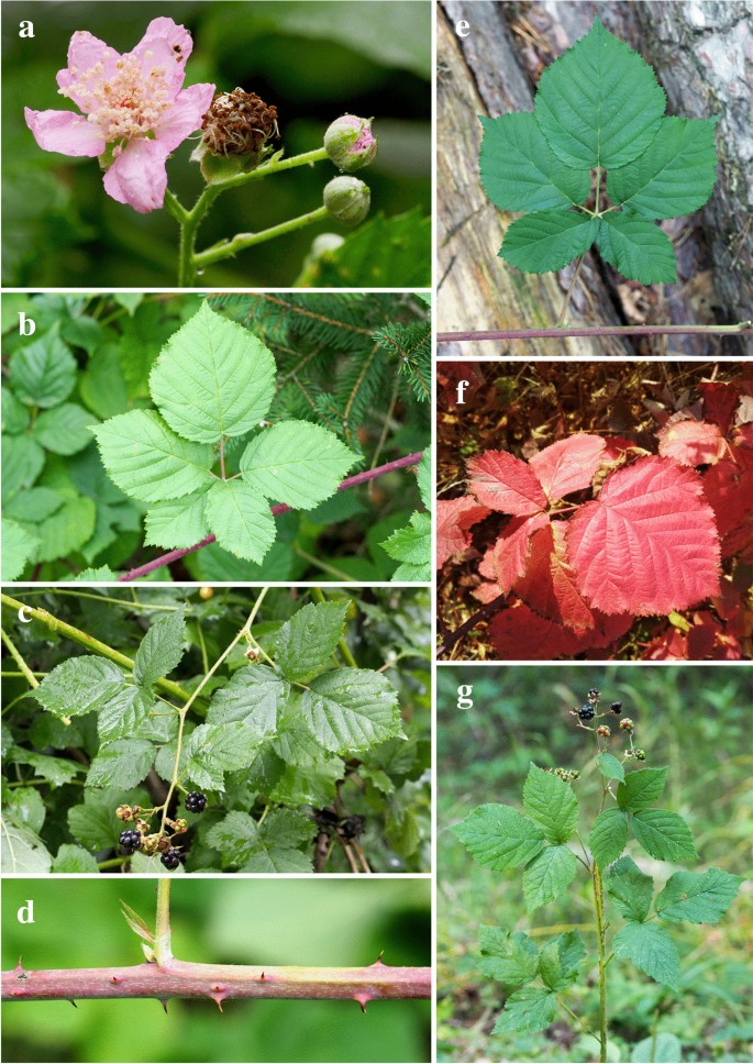 Rubus atroroseus (Rosaceae), a new species of the section Corylifolii from  the Czech Republic | SpringerLink