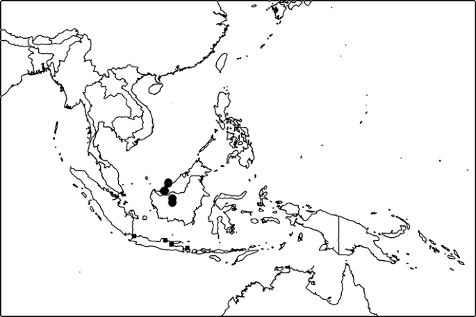 The Genus Premna L Lamiaceae In The Flora Malesiana Area Springerlink