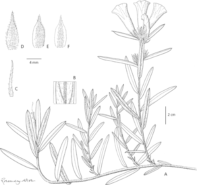 Misapplied Names Synonyms And New Species Of Ipomoea Convolvulaceae From South America Springerlink Misapplied Names Synonyms And New Species Of Ipomoea Convolvulaceae From South America Springerlink