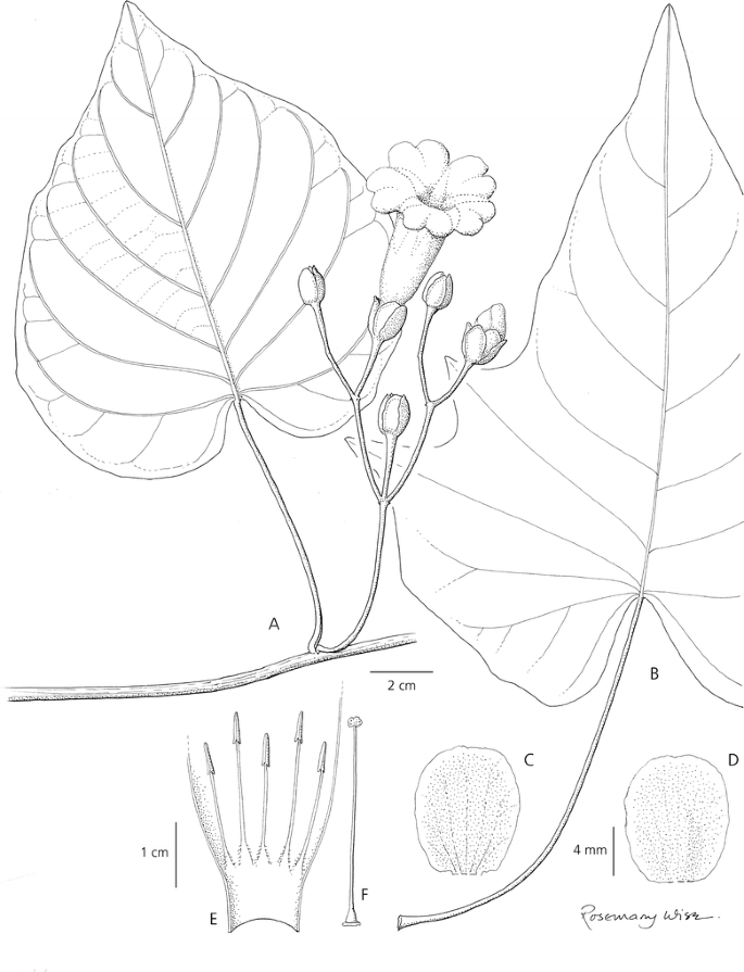 Misapplied Names Synonyms And New Species Of Ipomoea Convolvulaceae From South America Springerlink Misapplied Names Synonyms And New Species Of Ipomoea Convolvulaceae From South America Springerlink
