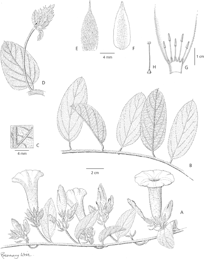 Misapplied Names Synonyms And New Species Of Ipomoea Convolvulaceae From South America Springerlink Misapplied Names Synonyms And New Species Of Ipomoea Convolvulaceae From South America Springerlink