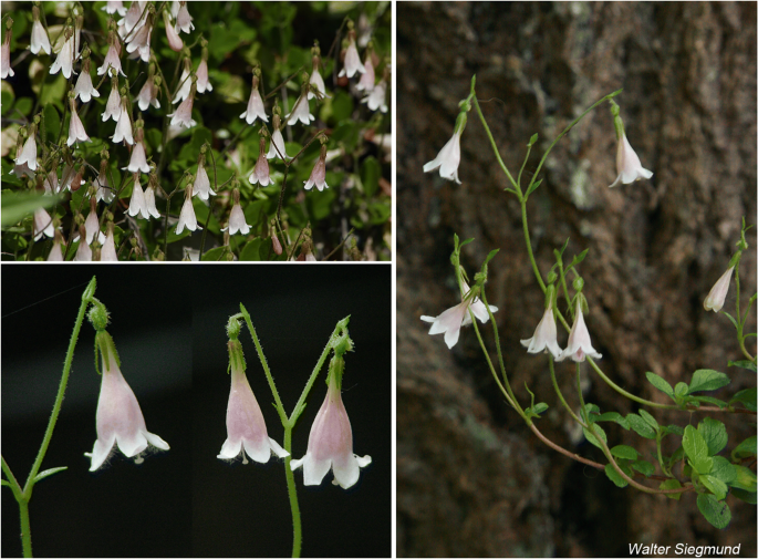 A Monograph Of Caprifoliaceae Linnaeeae Springerlink
