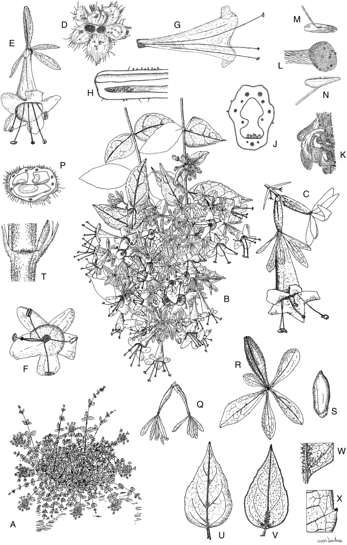 A monograph of Caprifoliaceae: Linnaeeae | SpringerLink
