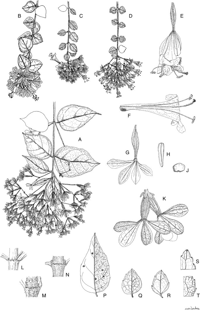 A Monograph Of Caprifoliaceae Linnaeeae Springerlink