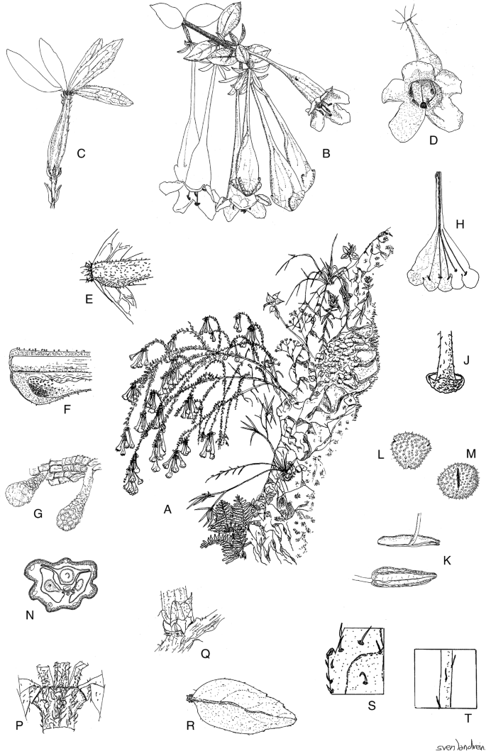 A monograph of Caprifoliaceae: Linnaeeae   SpringerLink