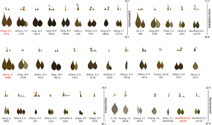 A Monograph Of Caprifoliaceae Linnaeeae Springerlink