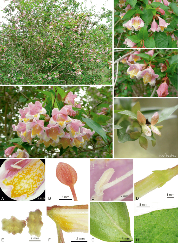 A Monograph Of Caprifoliaceae Linnaeeae Springerlink