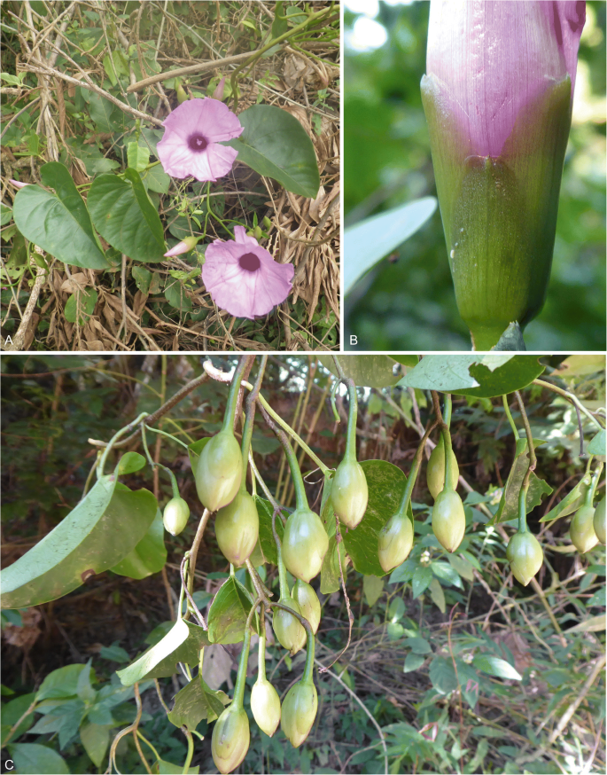 A foundation monograph of Ipomoea (Convolvulaceae) in the New World