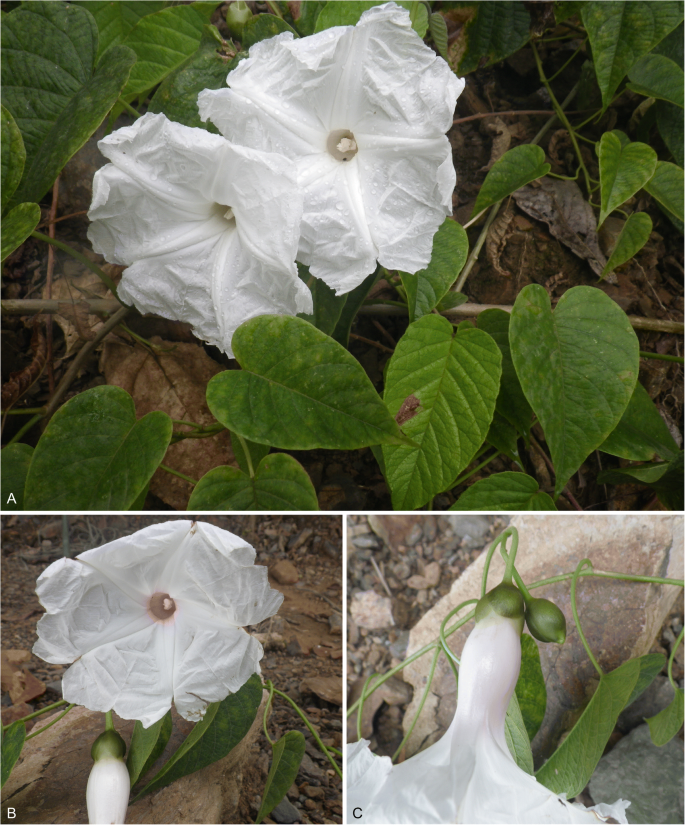 A foundation monograph of Ipomoea (Convolvulaceae) in the New World