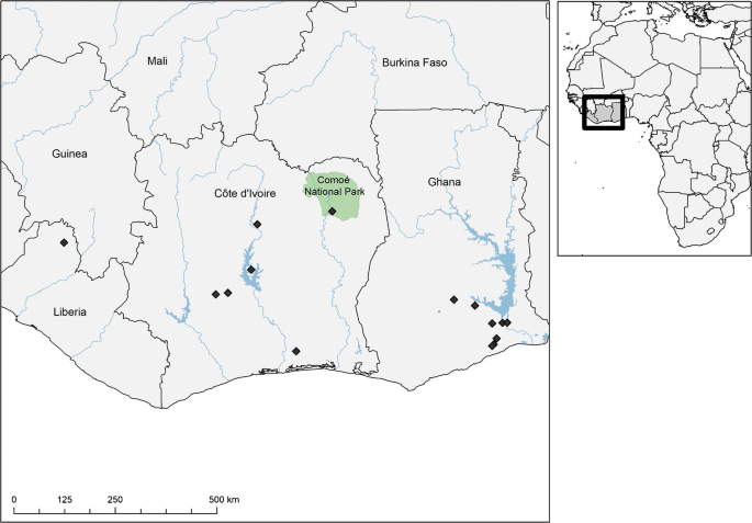 Addressing the Vepris verdoorniana complex (Rutaceae) in West Africa, with  two new species | SpringerLink