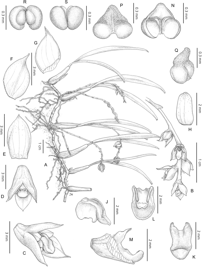 New Species And Nomenclatural Changes In Bulbophyllum Orchidaceae From Madagascar Springerlink