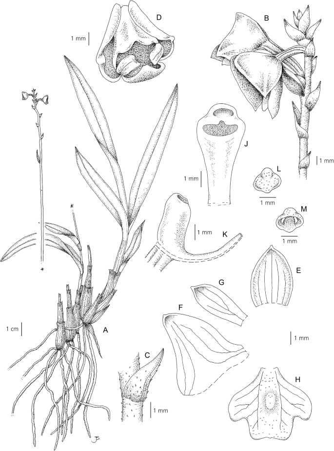 New Species In Orchidaceae From Madagascar Springerlink New Species In Orchidaceae From Madagascar Springerlink