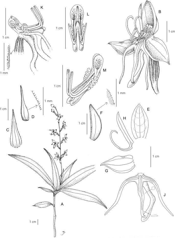 New Species In Orchidaceae From Madagascar Springerlink New Species In Orchidaceae From Madagascar Springerlink