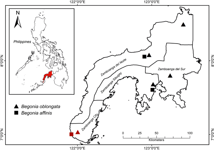 Taxonomy of the genus Begonia (Begoniaceae) in Mindanao, Philippines II:  lectotypification of two Begonia section Petermannia species from the  Zamboanga Peninsula | SpringerLink