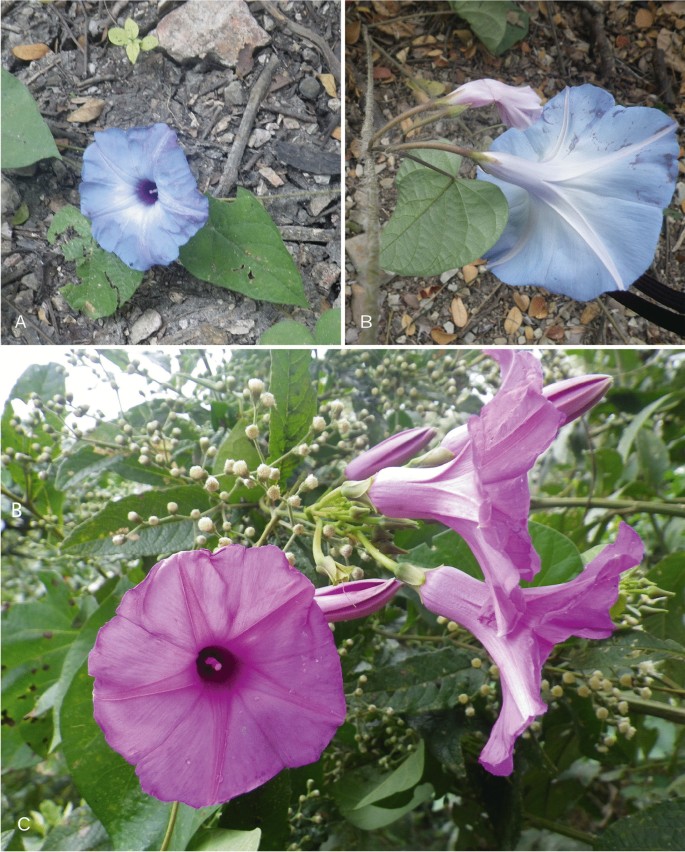 Notes on Ipomoea (Convolvulaceae) from Ecuador | Kew Bulletin