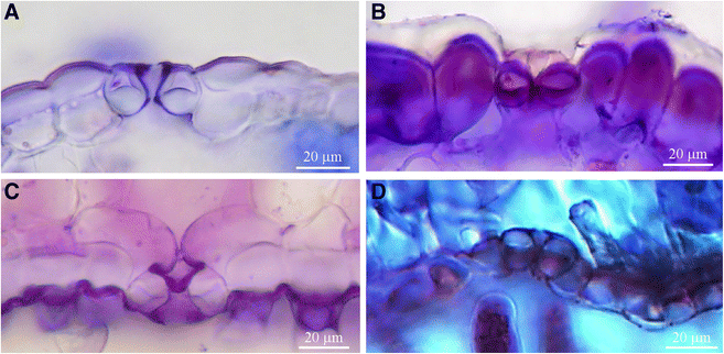 Morfologia Y Anatomia Foliar Comparada De Chuquiraga Y Generos Afines Asteraceae Springerlink