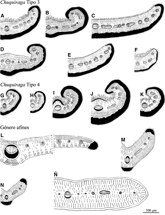 Morfologia Y Anatomia Foliar Comparada De Chuquiraga Y Generos Afines Asteraceae Springerlink