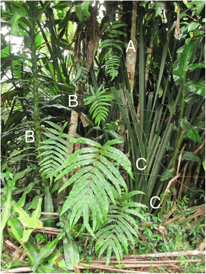 Taxonomic Revision of Serpocaulon (Polypodiaceae)1