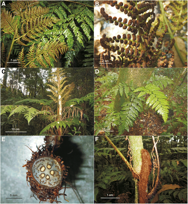 A tree nymph of the Brazilian Atlantic Forest: Dryades (Galipeinae,  Rutaceae), a new neotropical genus segregated from Conchocarpus -  ScienceDirect