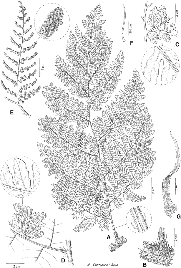 A tree nymph of the Brazilian Atlantic Forest: Dryades (Galipeinae,  Rutaceae), a new neotropical genus segregated from Conchocarpus -  ScienceDirect