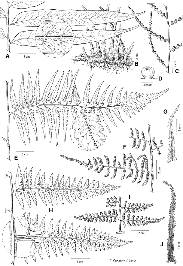 A tree nymph of the Brazilian Atlantic Forest: Dryades (Galipeinae,  Rutaceae), a new neotropical genus segregated from Conchocarpus -  ScienceDirect