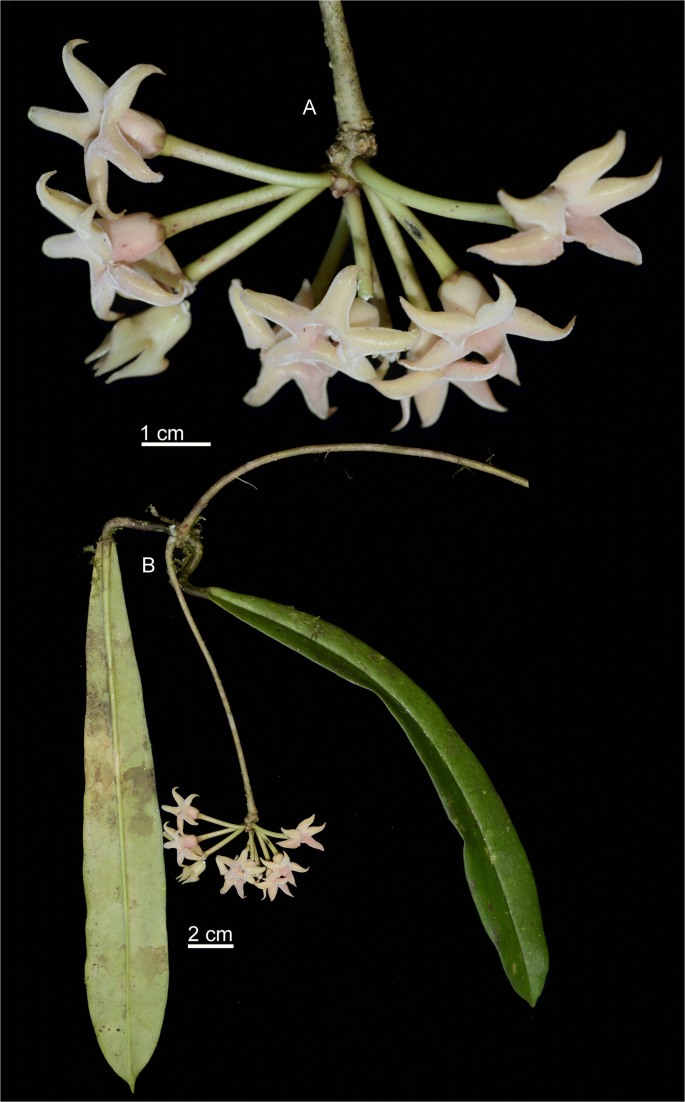 A New Species A New Subspecies And New Records Of Hoya Apocynaceae Asclepiadoideae From Myanmar And China Springerlink