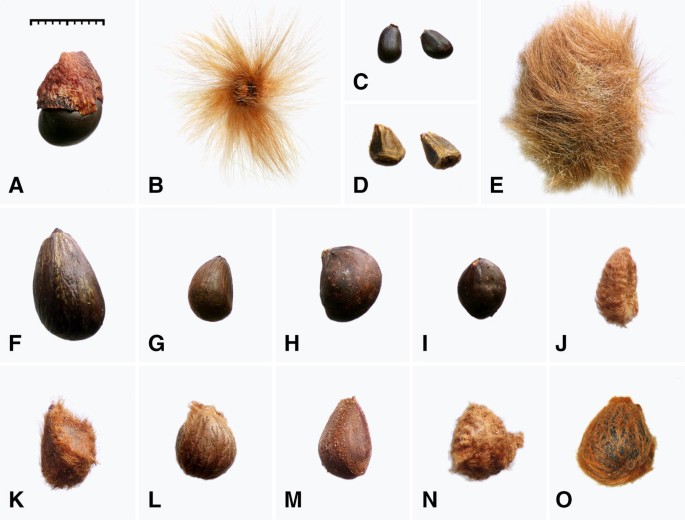 A Revision Of Thespesia And Allied Genera In Tribe Gossypieae Malvaceae Malvoideae Springerlink