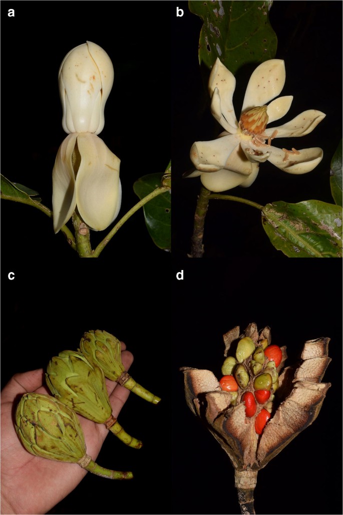 Dos Nuevas Especies De Magnolia De Los Extremadamente Amenazados