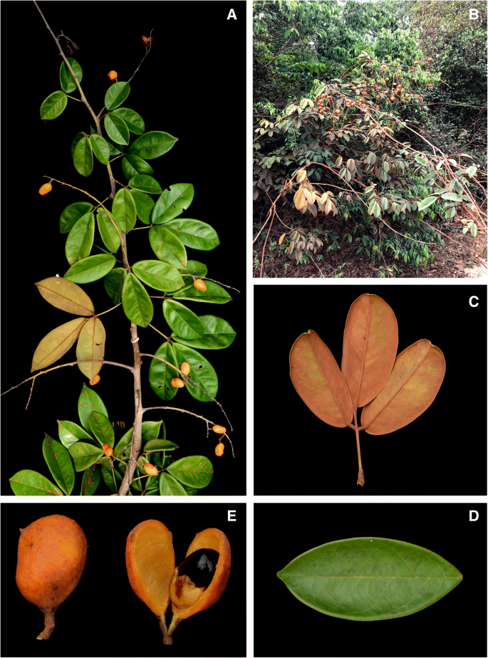 Taxonomic treatment of Connarus (Connaraceae) in the Brazilian Amazon |  SpringerLink
