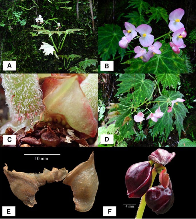 Begonia xochiatencana (Begoniaceae), una nueva especie de la sección  Gireoudia de Guerrero, México | SpringerLink