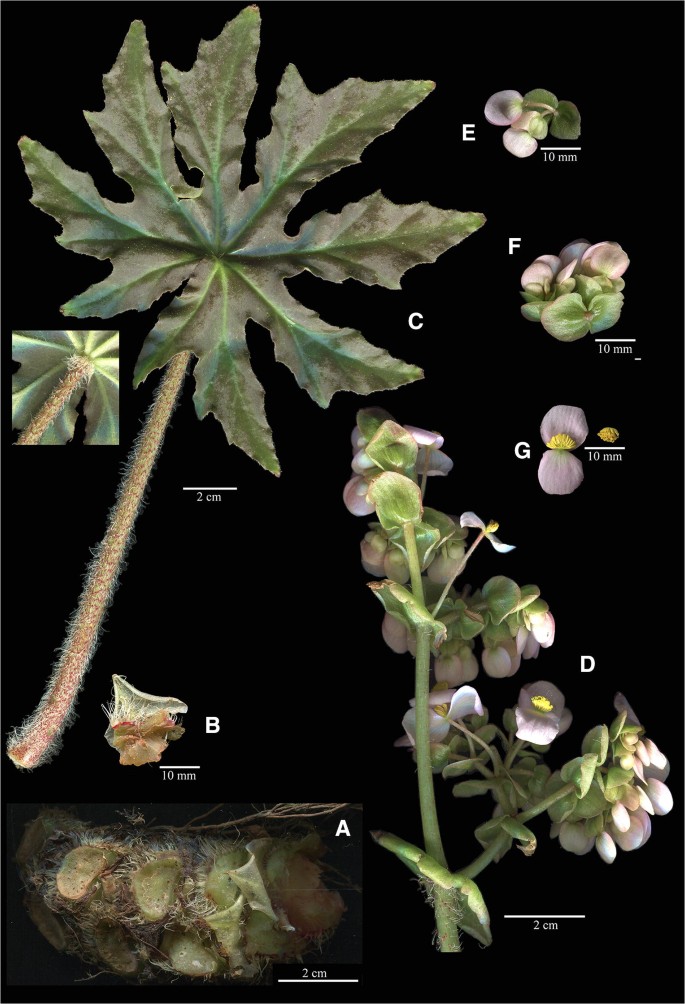 Begonia xochiatencana (Begoniaceae), una nueva especie de la sección  Gireoudia de Guerrero, México | SpringerLink