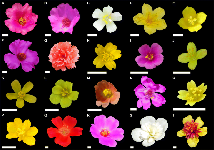 Revisión taxonómica de Portulacaceae en Cuba | SpringerLink