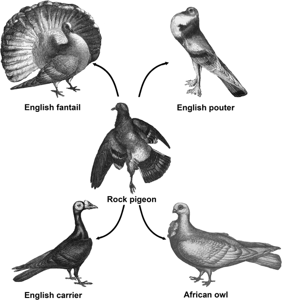 figure 28