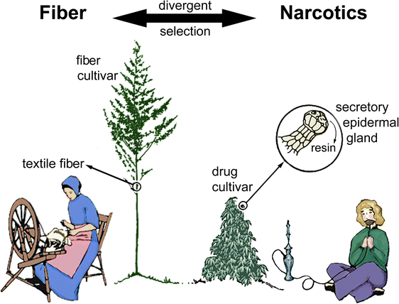 figure 29