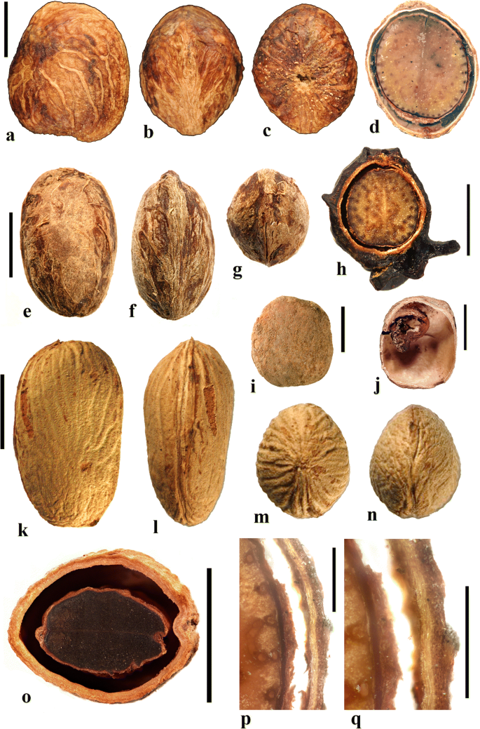 figure 29