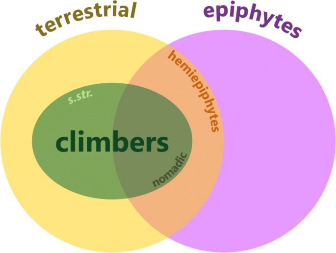 Social climber meaning