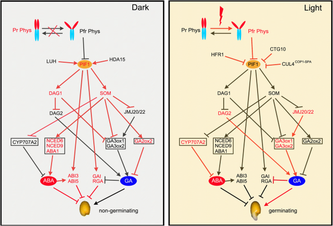 The Control Of Seed Dormancy And Germination By Temperature Light And Nitrate Springerlink