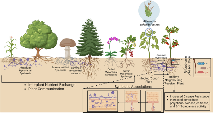 Plant Communication: How Plants Converse and Cope Up | The Botanical Review  | Springer Nature Link