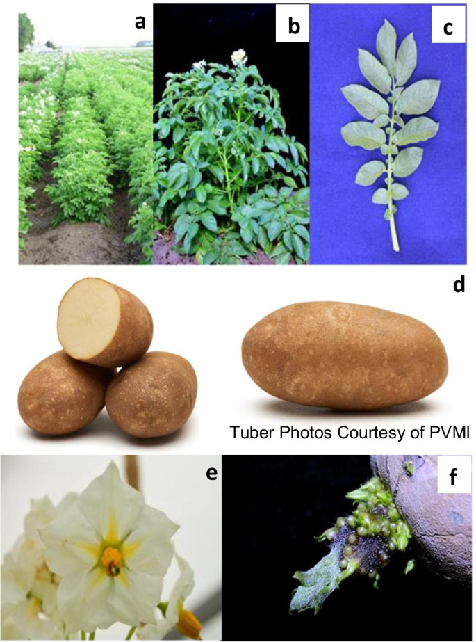 Purvey'd Potato Varieties