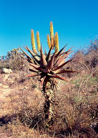 Documented Utility And Biocultural Value Of Aloe L Asphodelaceae
