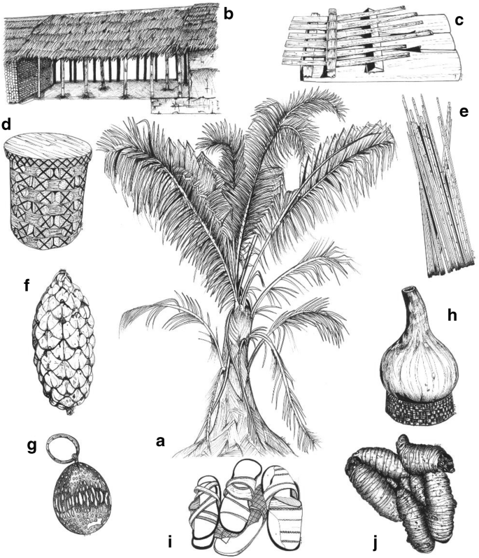 Use and Cultural Significance of Raphia Palms | SpringerLink