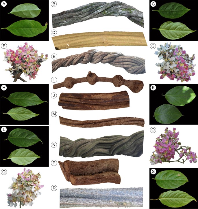 Banisteriopsis Caapi Banisteriopsis Caapi