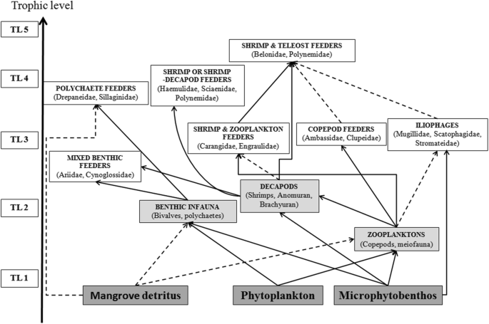 Fish Trophodynamics In Tropical Mudflats A Dietary And Isotopic Perspective Springerlink