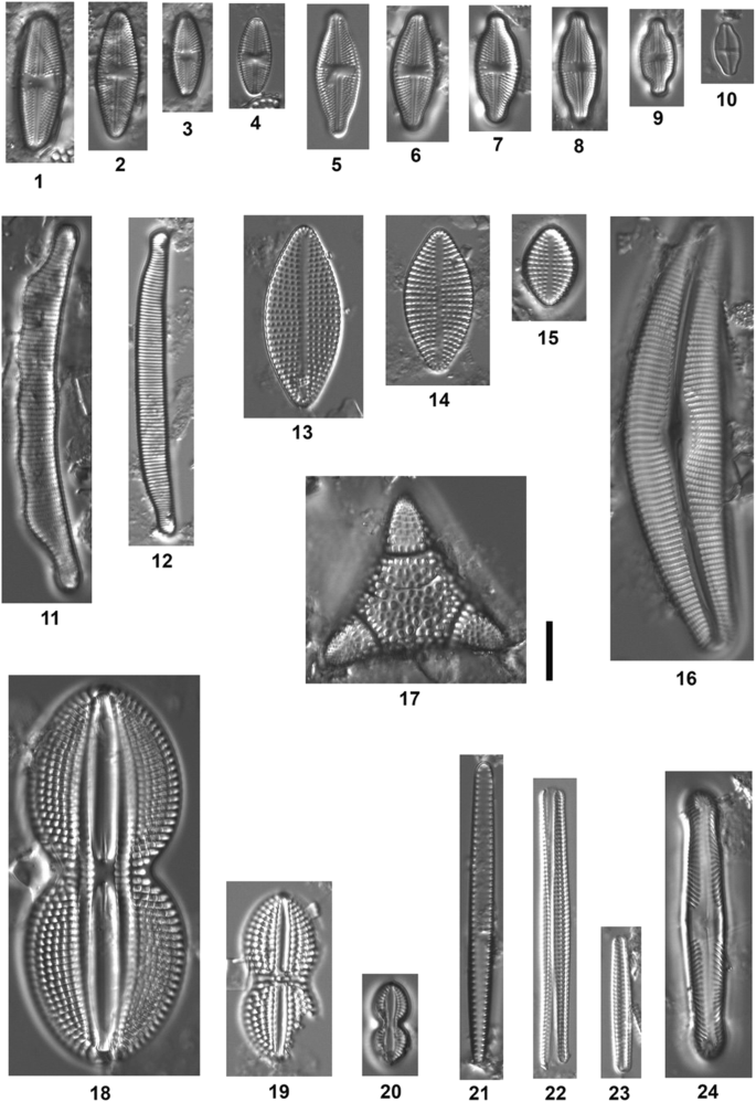 Algal Community Dynamics Within The Savannah River Estuary Georgia Under Anthropogenic Stress Springerlink
