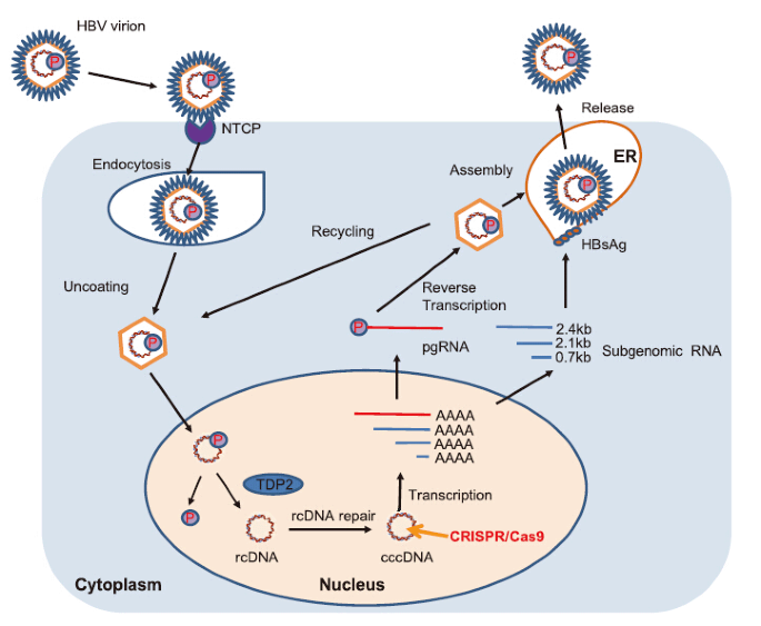 Crispr Cas9 Based Tools For Targeted Genome Editing And