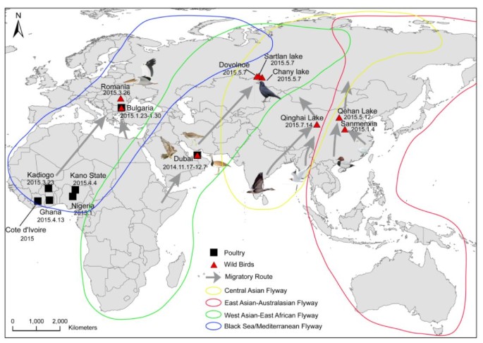 Highly pathogenic avian influenza H5N1 Clade 2.3.2.1c virus in migratory  birds, 2014–2015 | SpringerLink