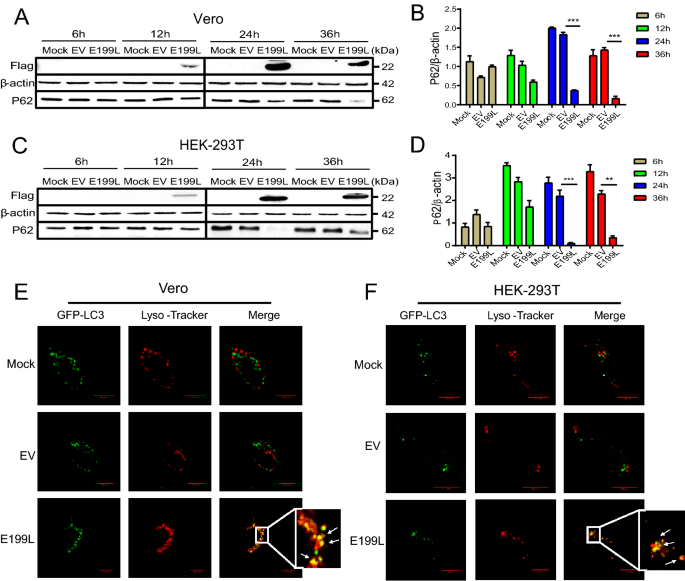 african swine fever virus protein e199l promotes cell autophagy through the interaction of pycr2 springerlink