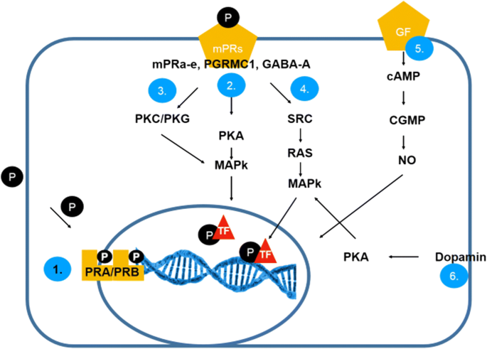 Hormone Replacement Therapy In Cancer Survivors Review Of The Literature Springerlink