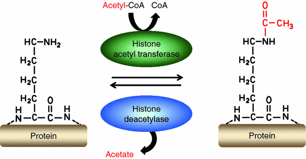 Histone deacetylase modulators provided by Mother Nature | Genes &  Nutrition | Full Text